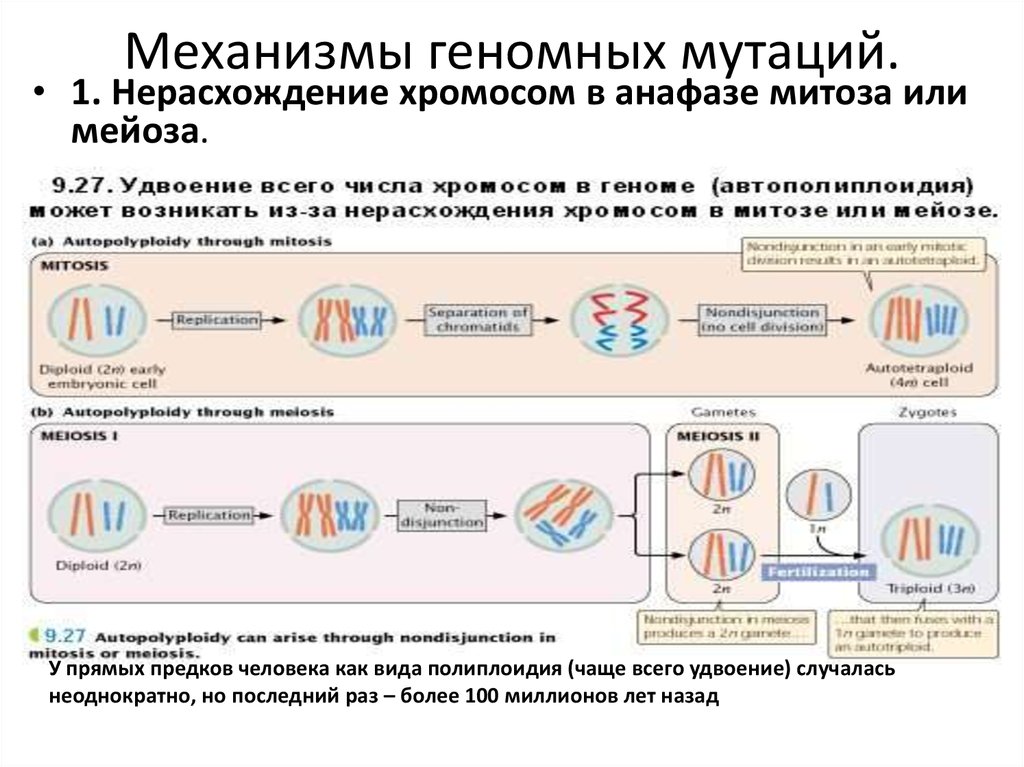 Механизмы геномных мутаций.