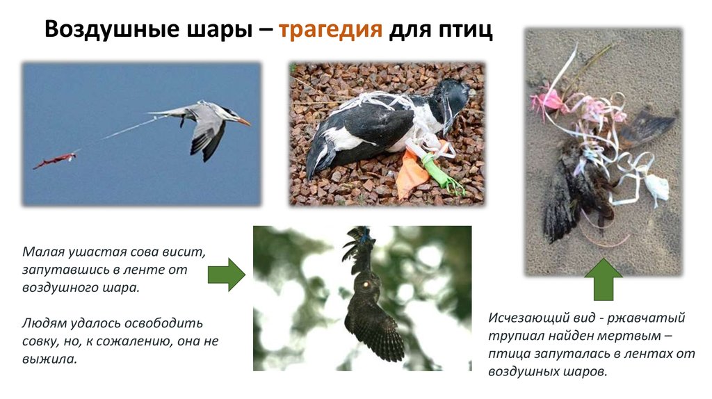 Вредные птицы в природе