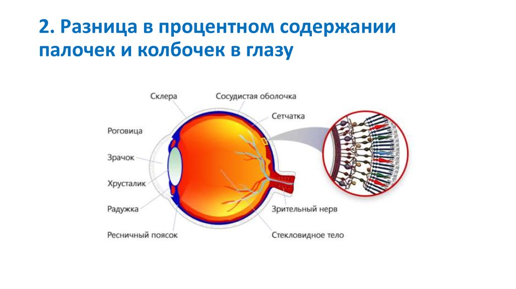 Колбочки глаза функции