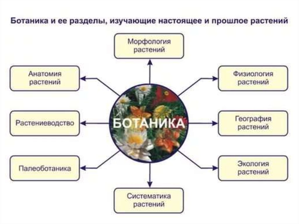 Основные разделы биологии. Ботаника наука о растениях разделы ботаники. Раздел биологии изучающий растения. Ботаника наука о растениях разделы ботаники 6 класс. Ботанические науки 6 класс биология.