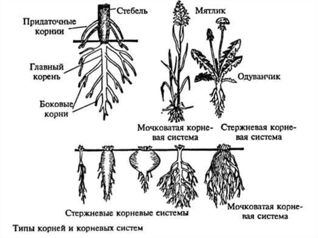 Классификация корней по расположению в субстрате