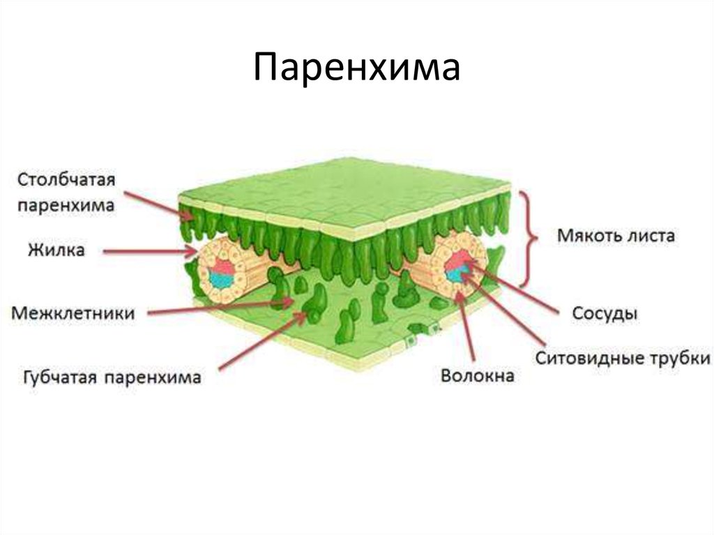 На рисунке изображено внутреннее строение листа. Поперечное сечение листа растения устьице. Клеточное строение листовой пластинки. Столбчатая ассимиляционная паренхима. Клетки столбчатой паренхимы.