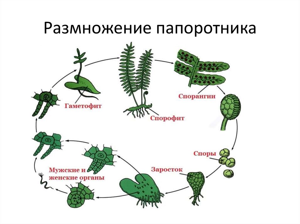 Жизненный цикл высших растений. Жизненный цикл папоротника щитовника. Цикл размножения папоротников схема. Строение размножения папоротников схема. Бесполое размножение папоротников схема.