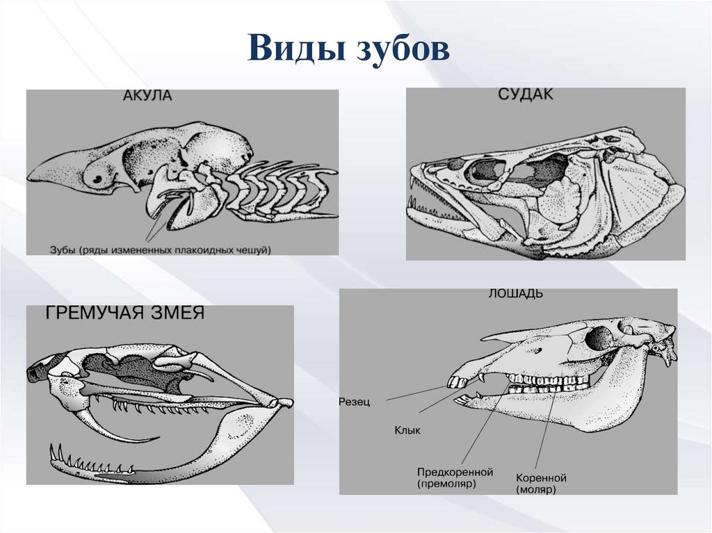 Обмен веществ зуба