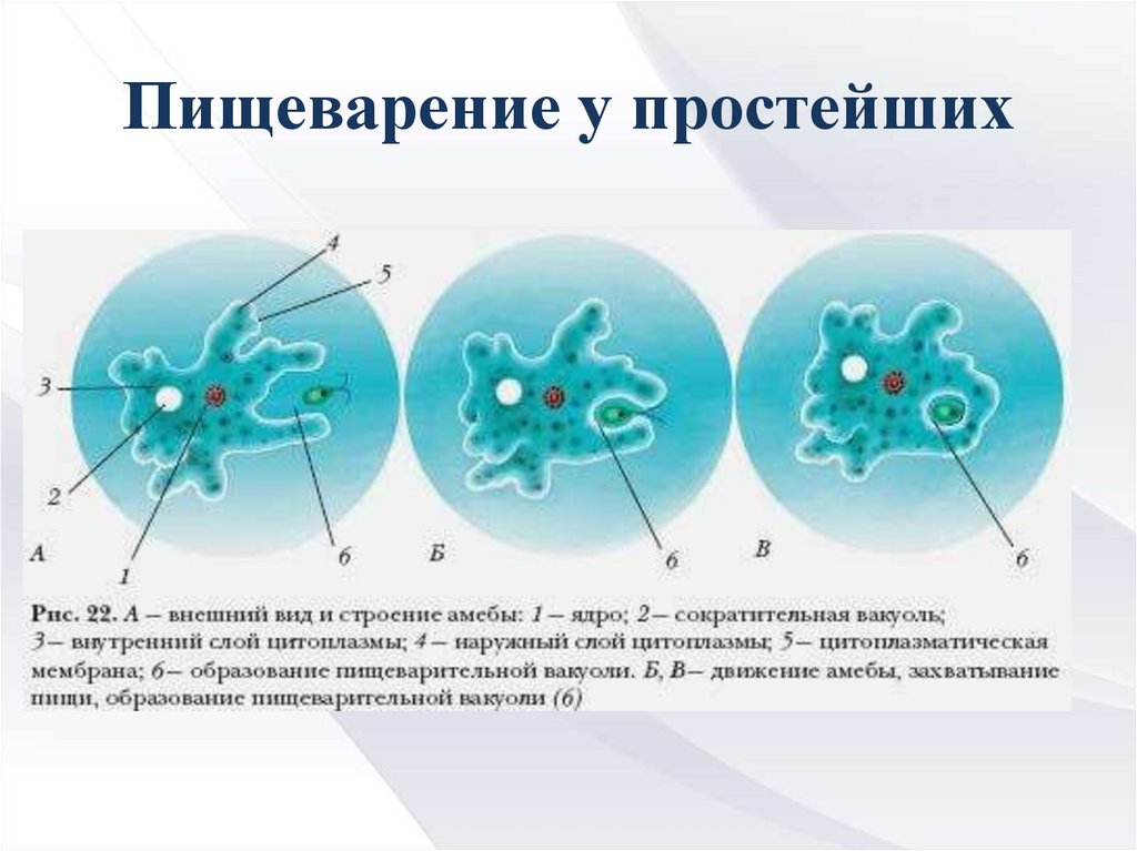 Какой цифрой на рисунке обозначено внутриклеточное пищеварение