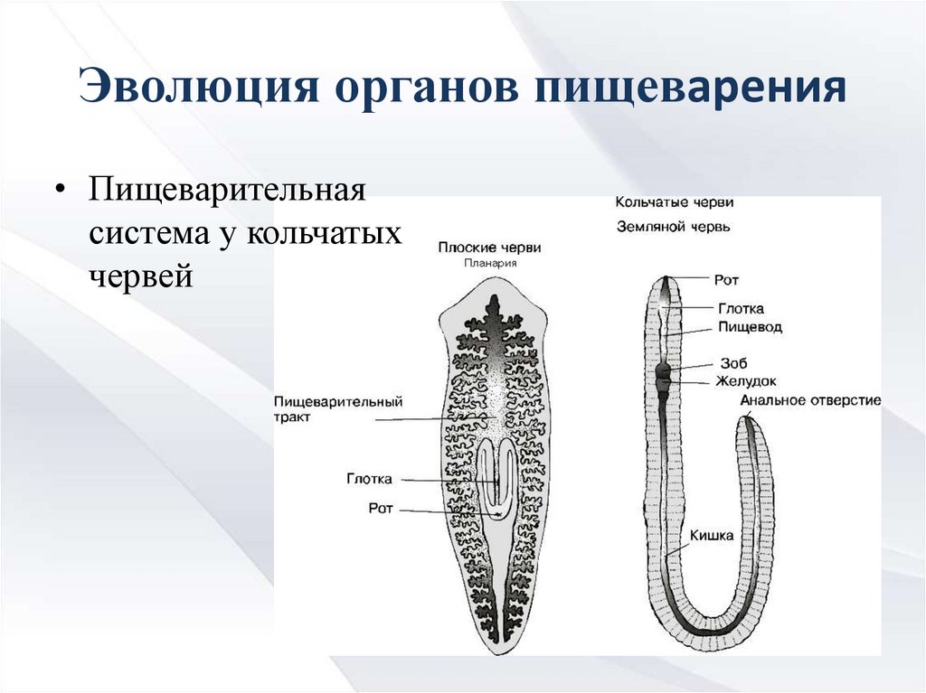 Пищеварительная система плоских червей. Эволюция систем органов животных пищеварительная система. Эволюция систем органов у червей. Эволюция пищеварительной системы у беспозвоночных животных. Строение пищеварительной системы беспозвоночных.