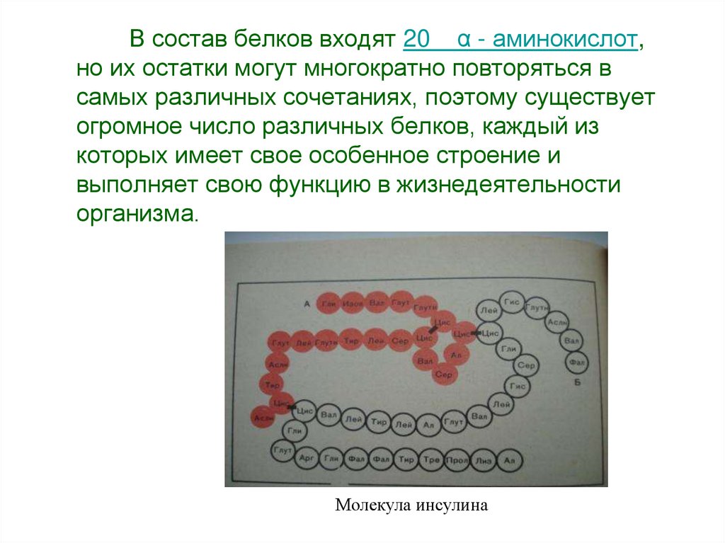 Аминокислоты белки презентация