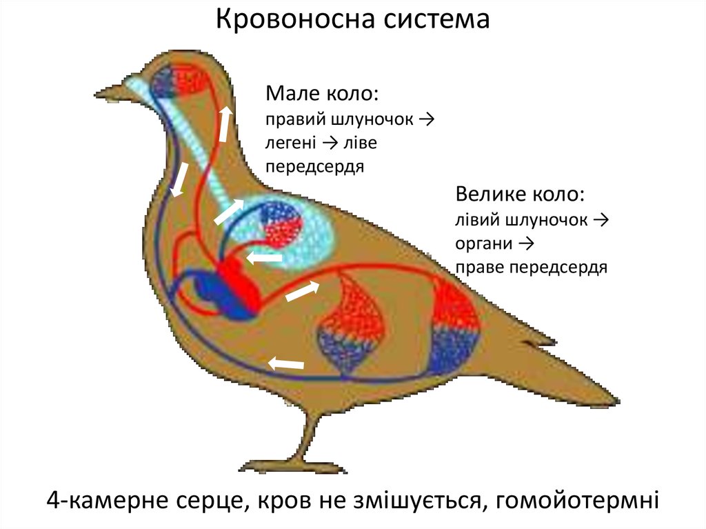 Рассмотрите рисунок цветными карандашами раскрасьте кровеносную систему птицы