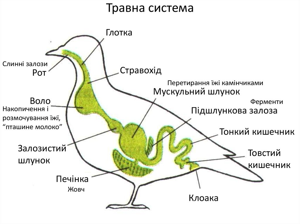 Что находится в мускульном желудке птицы. Схема пищеварительной системы птицы биология 7 класс. Строение пищеварит системы у птиц. Пищеварительная и дыхательная система птиц. Пищеварительная выделительная и дыхательная система птиц.