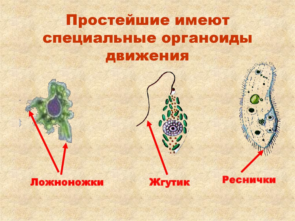 Органоиды движения рисунок