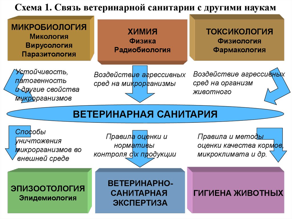 Ветеринарный контроль схема