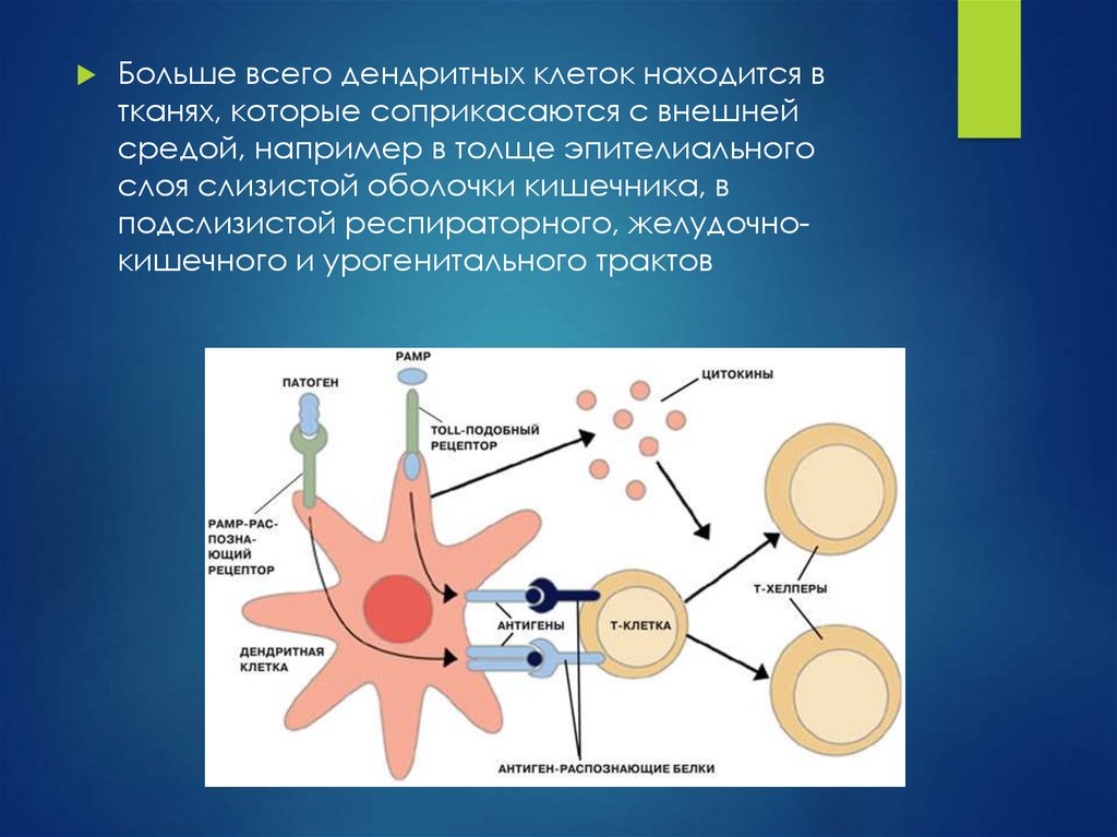 Вакцина дендритными клетками. Макрофаги антигенпрезентирующие клетки. Макрофаги и дендритные клетки. Дендритные клетки иммунология. Дендритне коетки иммуноология.