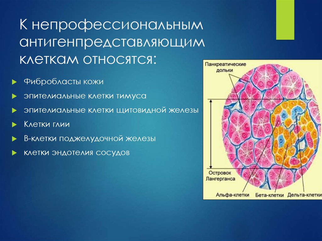 Клетки постоянно. К антиген-представляющим клеткам относятся:. К антигенпредставляющим клеткам относят. Профессиональные антигенпредставляющие клетки. Непрофессиональные антигенпрезентирующие клетки.