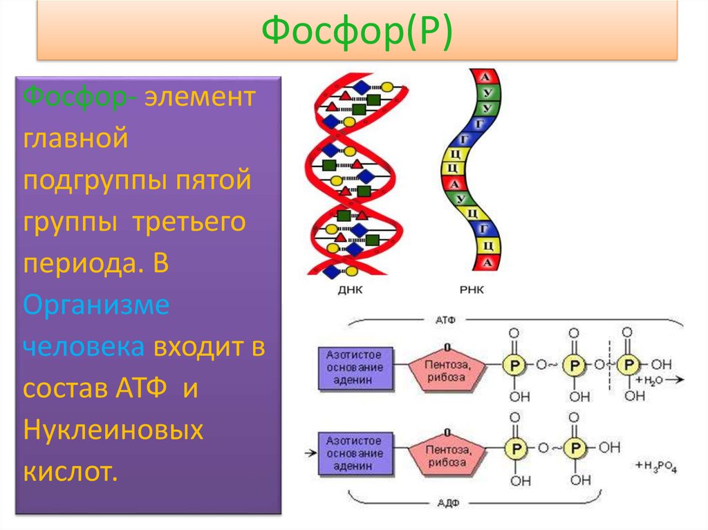 Атф фосфор. Фосфор в ДНК. Фосфор в организме человека состав. Фосфор в нуклеиновых кислотах. Фосфор в живых организмах.