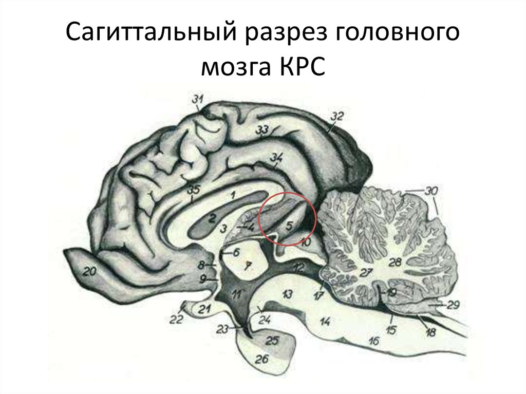 Мозг собаки отделы. Строение головного мозга КРС. Головной мозг КРС анатомия. Головной мозг КРС С базальной поверхности. Сагиттальный разрез мозга коровы.