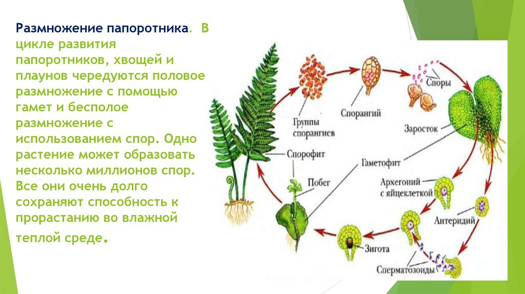 Плауны размножаются семенами. Жизненный цикл размножения плаунов. Жизненный цикл плаунов хвощей и папоротников. Схема развития папоротника биология 6 класс. Цикл размножения плауны схема.