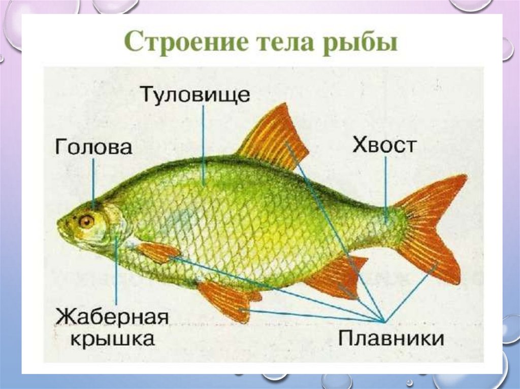 Мал состоит. Строение тела рыбы. Строение рыбы красноперки. Строение частей тела рыбы. Части рыбы схема.