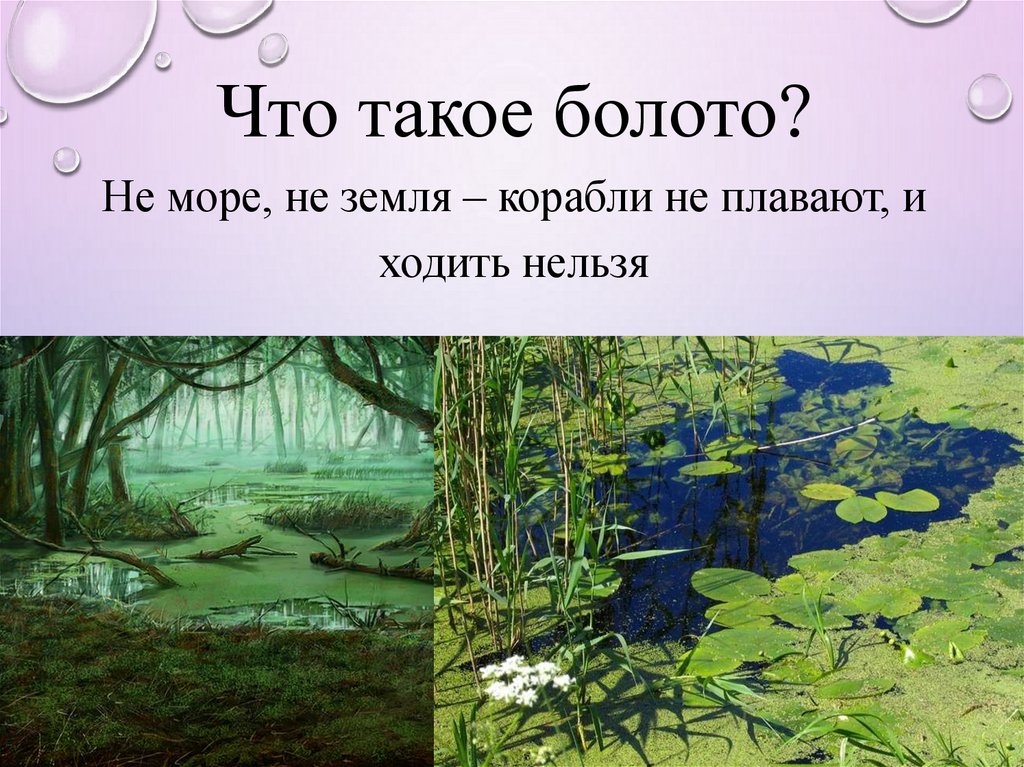 Болото естественный водоем 2 класс 21 век презентация