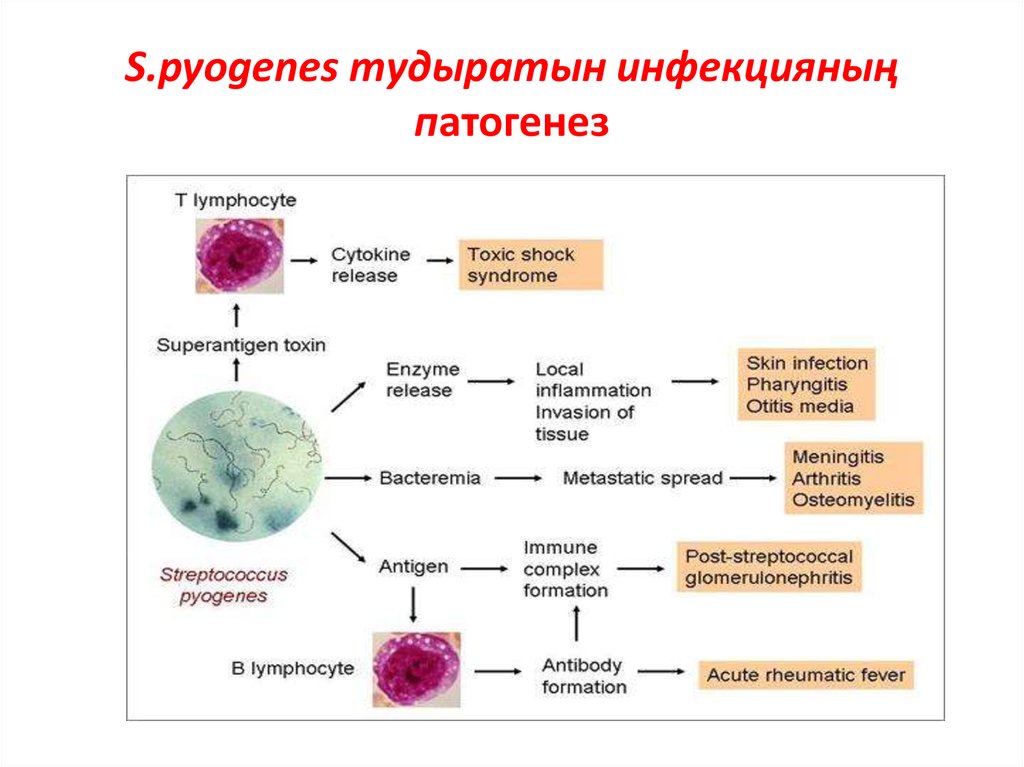 S.pyogenes тудыратын инфекцияның патогенез