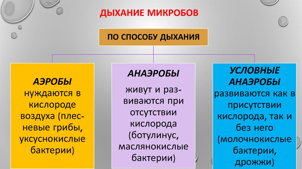 Большая группа бактерий