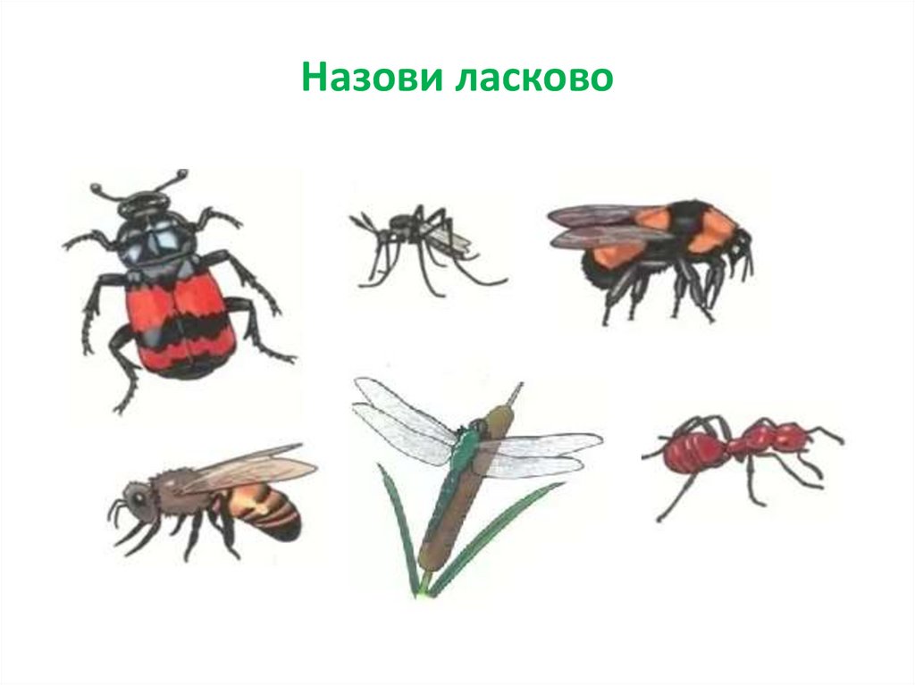 Занятие насекомые в старшей. Насекомые логопедическое занятие. Логопедическая тема насекомые. Насекомые занятие логопеда. Лексическая группа насекомые.