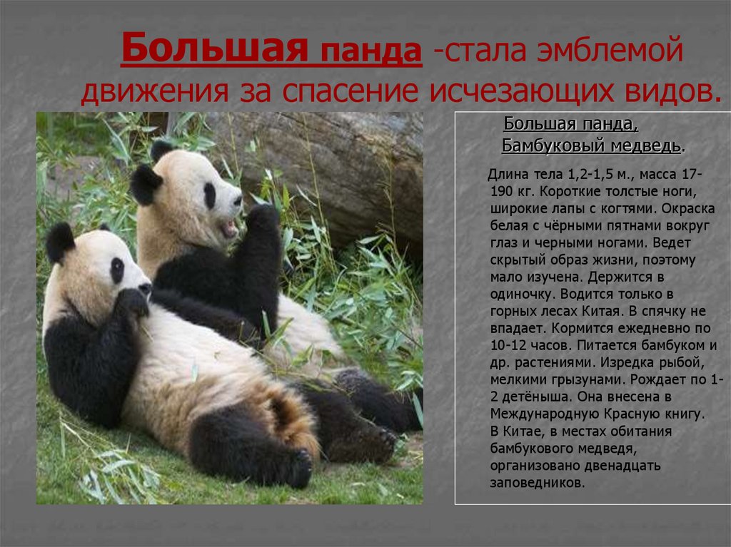 Большая панда -стала эмблемой движения за спасение исчезающих видов.