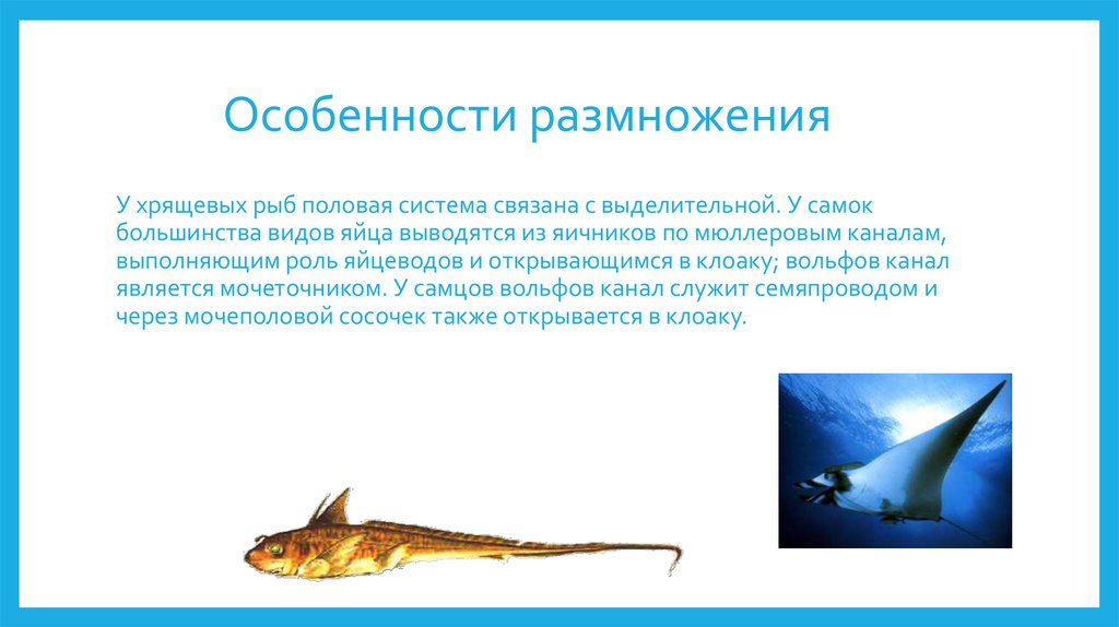 Особенности класса хрящевые рыбы. Внутреннее оплодотворение у хрящевых рыб. Размножение хрящевых рыб. Особенности размножения хрящевых рыб. Особенности размножения.