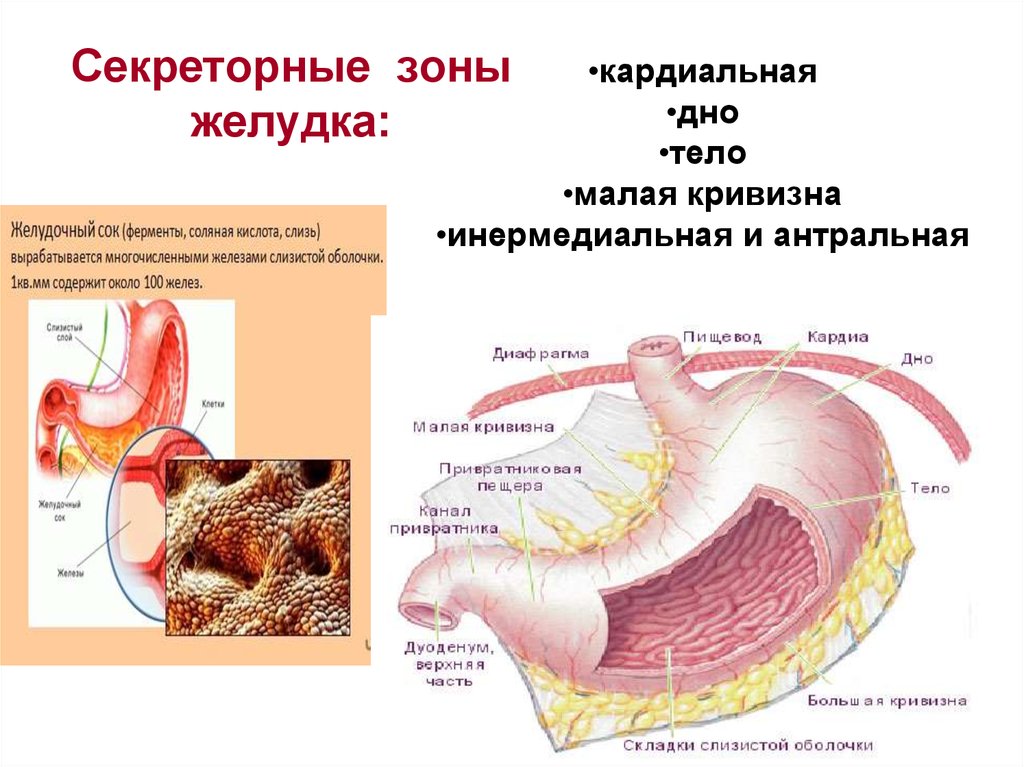 Желудок функция отдела. Секреторные зоны желудка. Физиология желудка. Секреторная функция желудка. Анатомия и физиология желудка.
