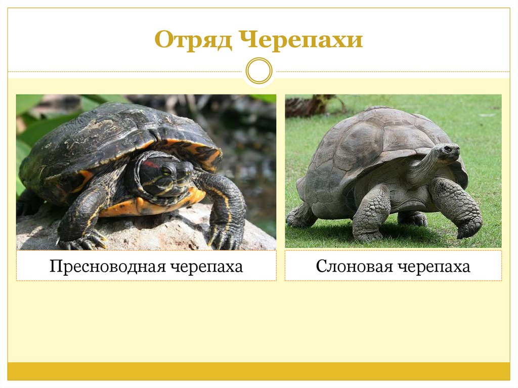 Отряд черепахи особенности строения