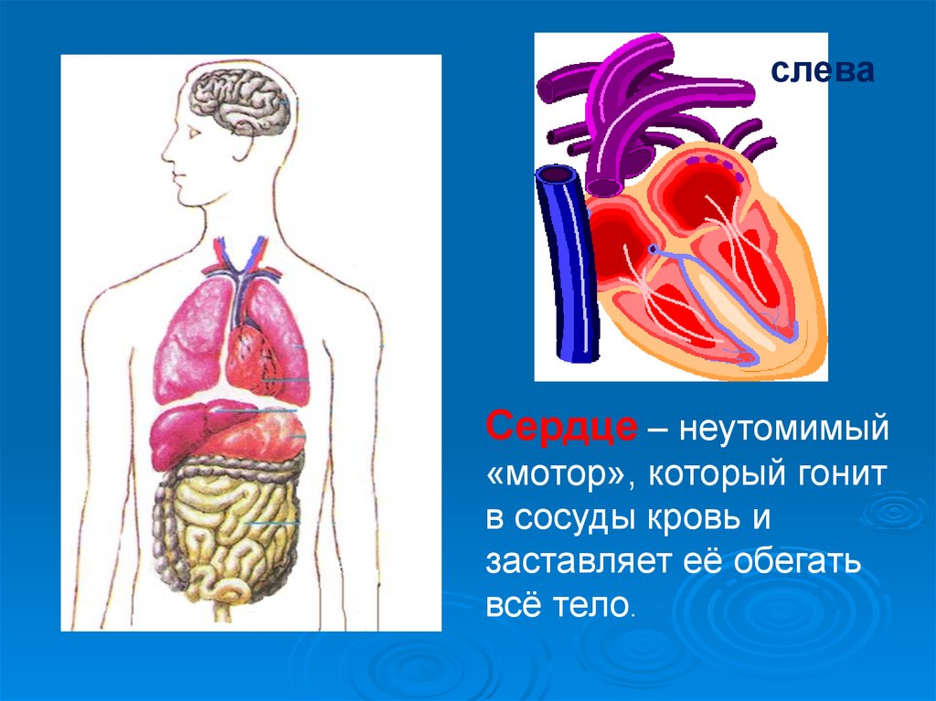 Сердце слева. Строение человека 4 класс. Строение тела человека 4 кл. Анатомия человека 4 класс.