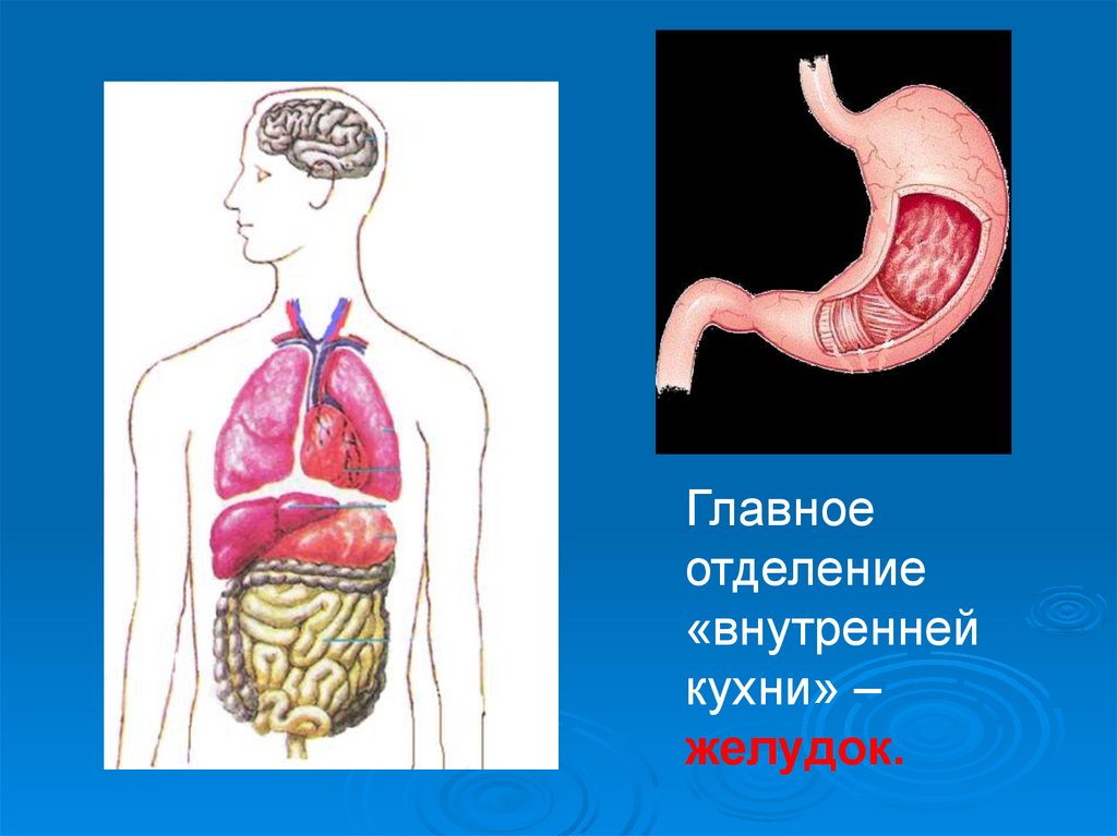 Внутреннее отделение. Главное отделение внутренней кухни человека. Главное отделение внутренней кухни человека 2 класс окружающий мир. Главное отделение внутренней кухни человека 2. Органы внутренней кухни человека.