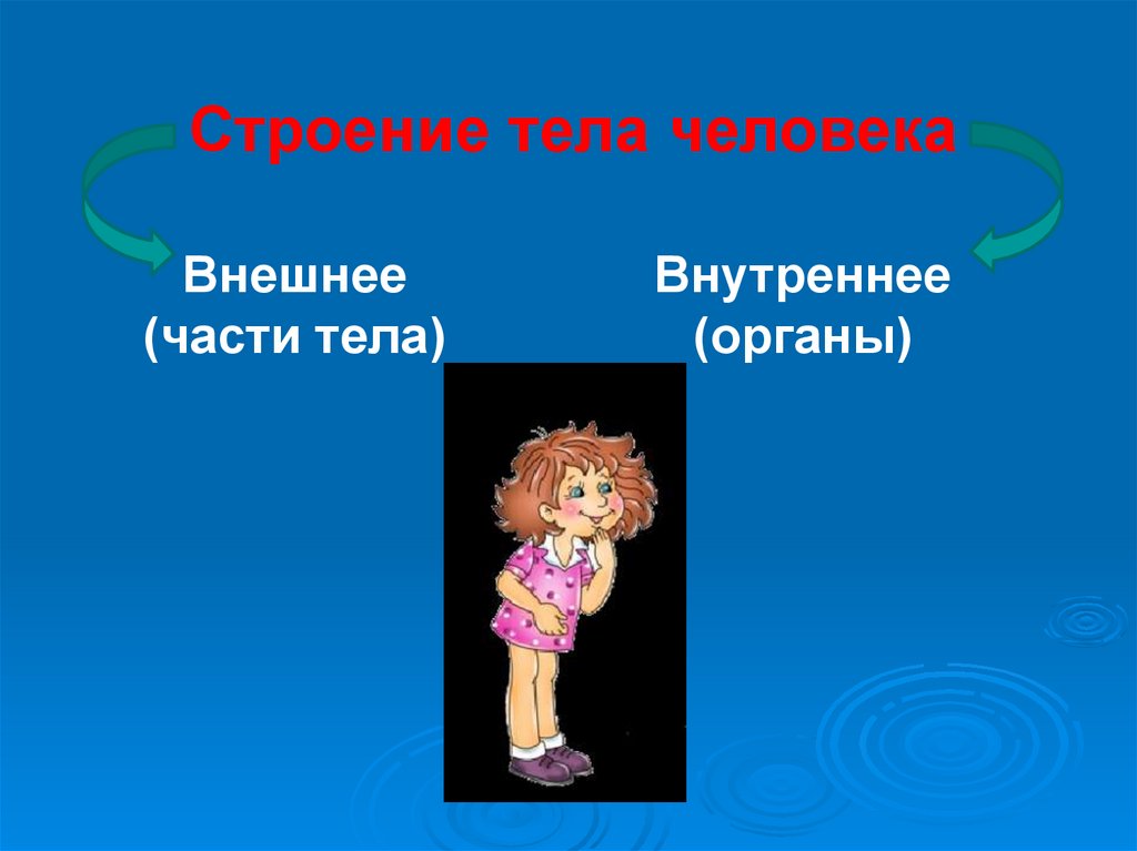 Урок человек какой он. Внешнее строение тела человека. Внешнее строение тела человека 4 класс. Строение человека презентация 4 класс. Окружающий мир строение тела человека.