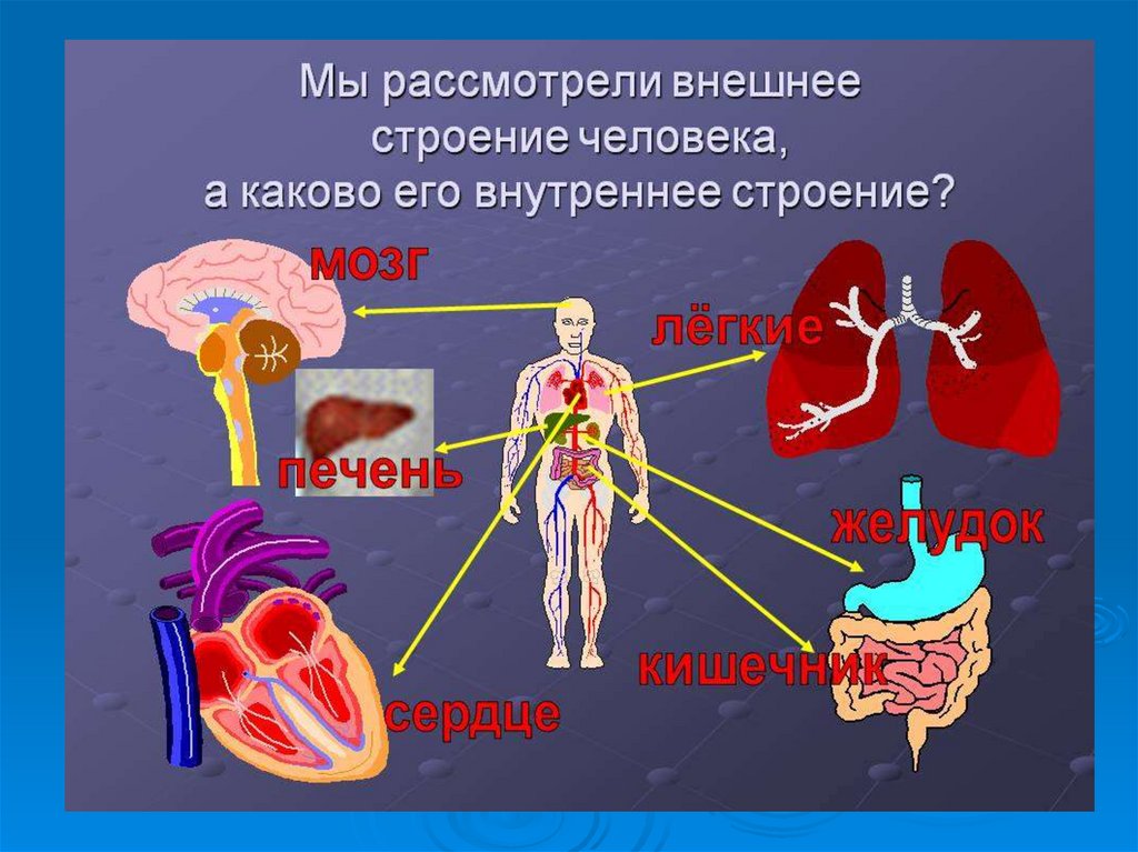 Внутреннее строение человека фото с надписями. Строение человека. Строение тела человека. Внутреннее строение челове. Внутреннеестроениее человека.