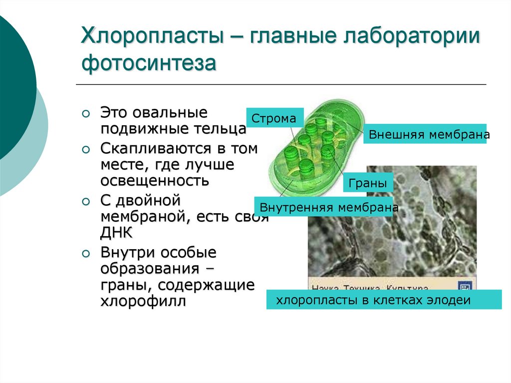 Функция органоида хлоропласт. Хлоропласты их роль в фотосинтезе. Структуры хлоропласта и их функции. Фотосинтез в хлоропластах. Роль хлоропластов в фотосинтезе.