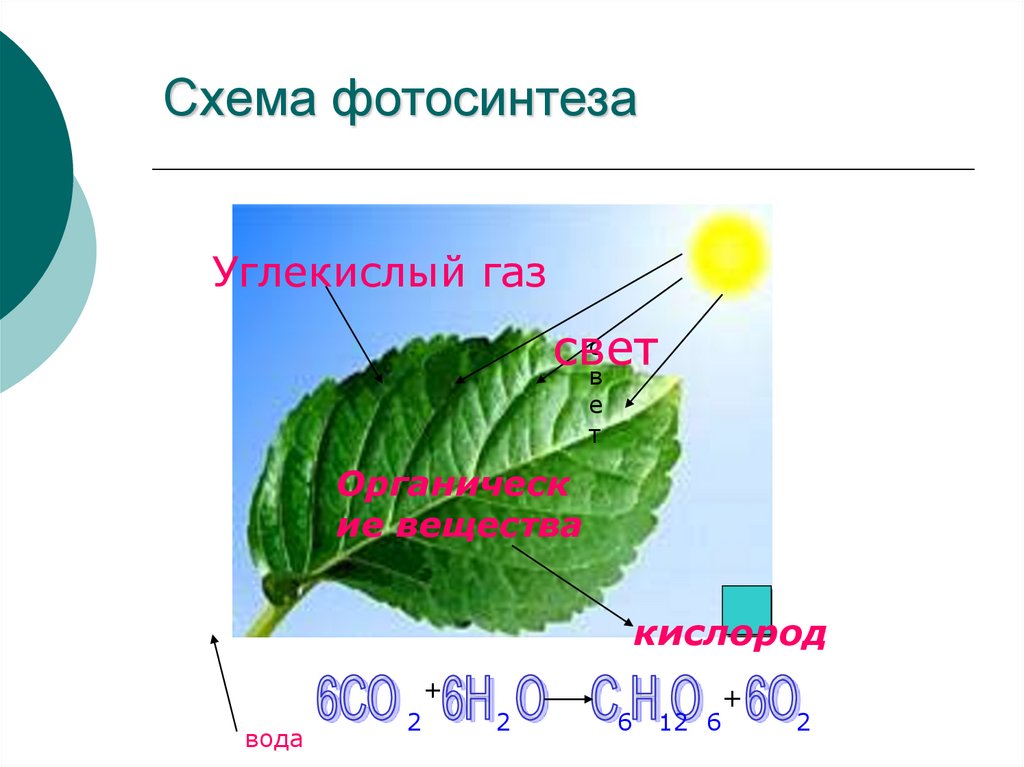 Значение фотосинтеза схема