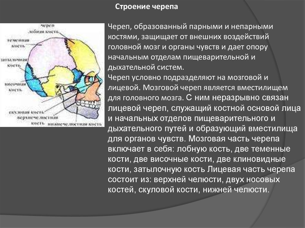 Парные кости лицевого. Кости мозгового черепа парные и непарные. Непарные кости черепа. Лицевой отдел состоит парные непарные. Образован парными и непарными костями Соединенными с помощью.