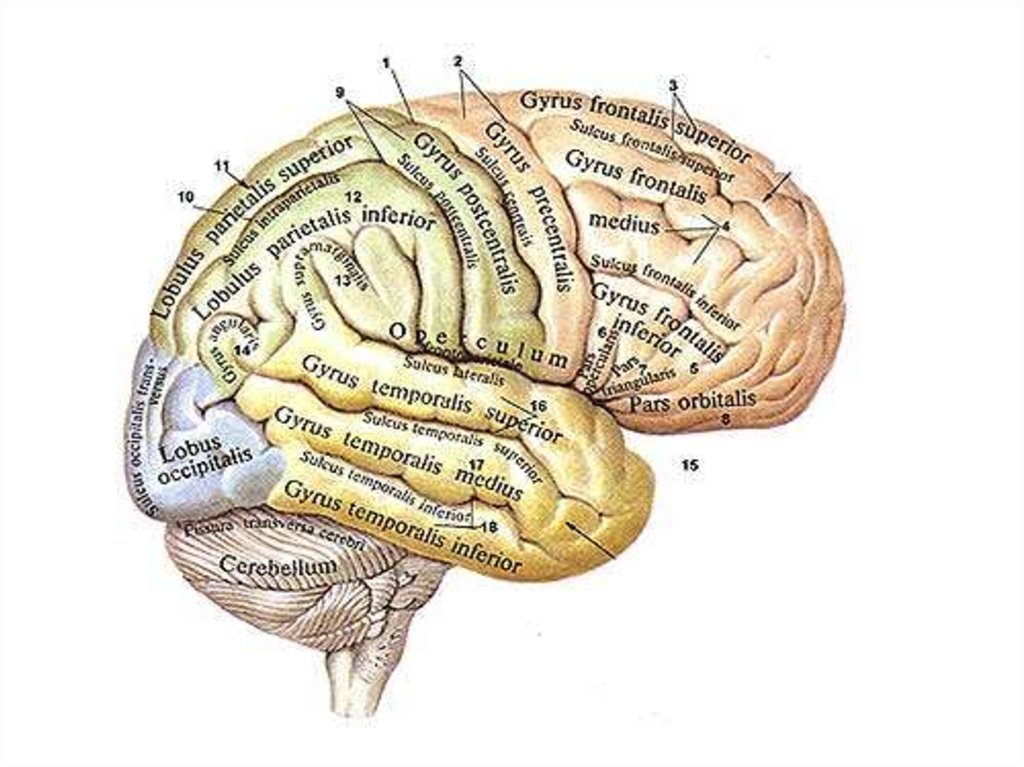 Наличие коры головного мозга. Поражение коры головного мозга. Поражениякору головного мозга. Симптомы поражения коры головного мозга.