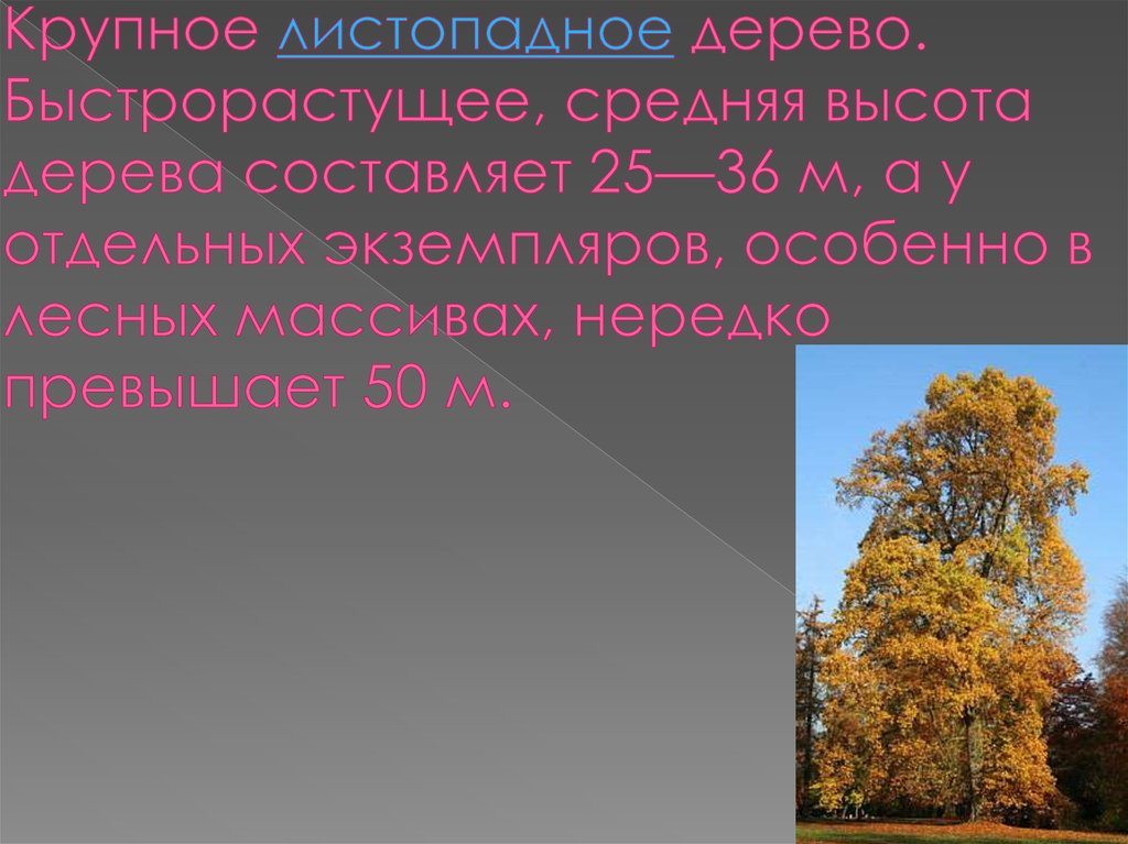 Крупное листопадное дерево. Быстрорастущее, средняя высота дерева составляет 25—36 м, а у отдельных экземпляров, особенно в