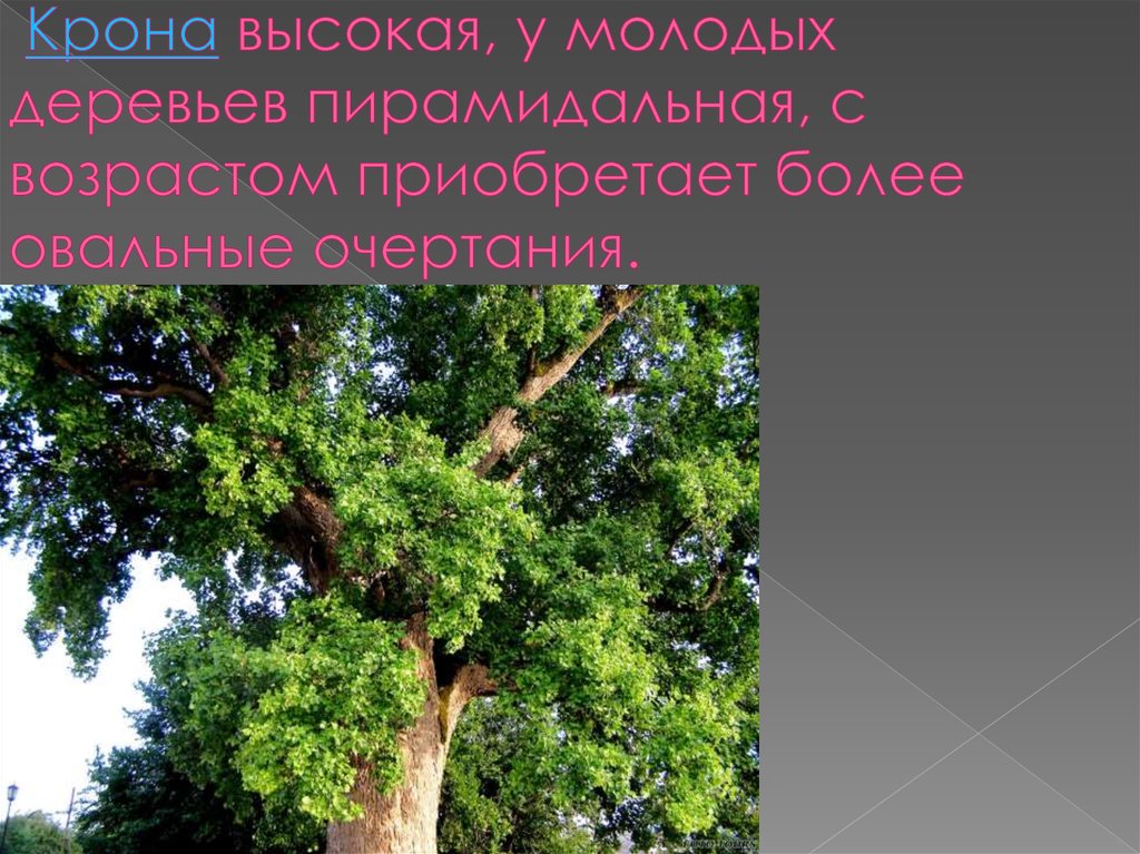  Крона высокая, у молодых деревьев пирамидальная, с возрастом приобретает более овальные очертания.