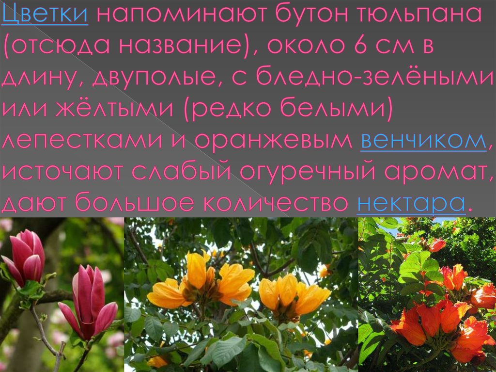 Цветки напоминают бутон тюльпана (отсюда название), около 6 см в длину, двуполые, с бледно-зелёными или жёлтыми (редко белыми)