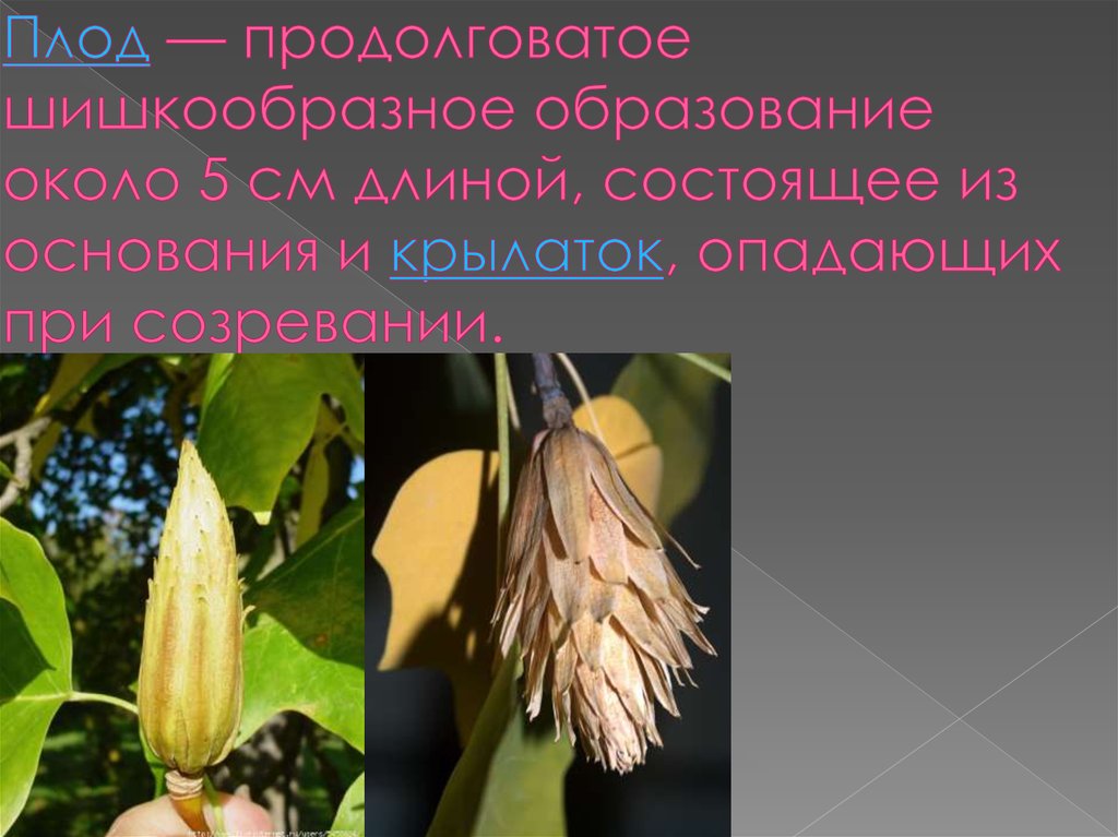 Плод — продолговатое шишкообразное образование около 5 см длиной, состоящее из основания и крылаток, опадающих при созревании.