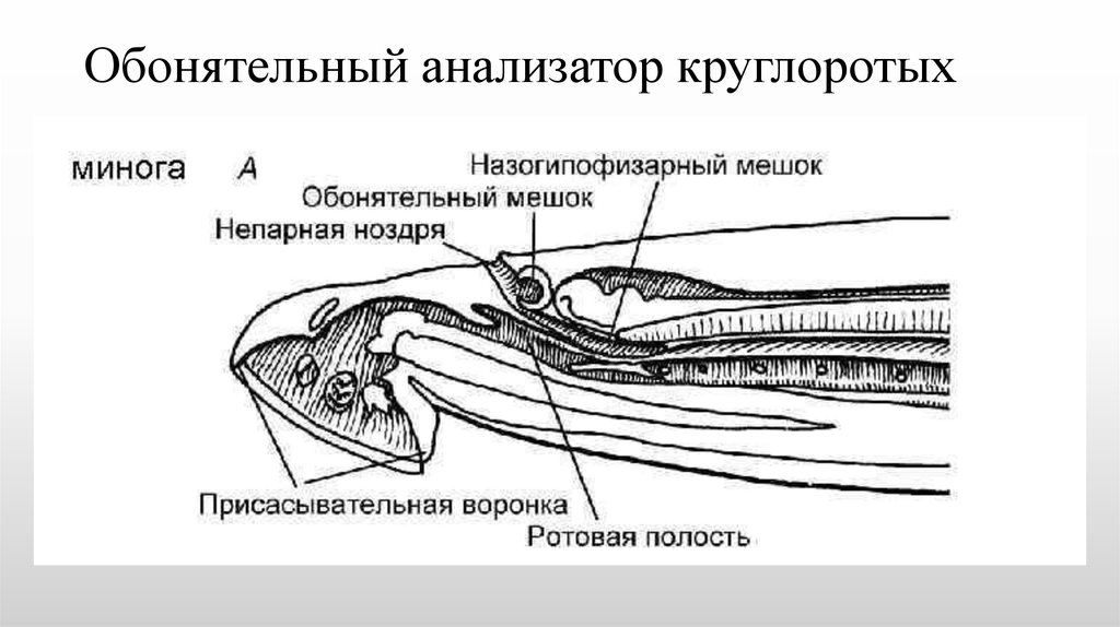 Орган обоняния у рыб. Орган обоняния у круглоротых. Внутреннее строение миноги кратко. Круглоротые обонятельный анализатор. Дыхательная система миксины.