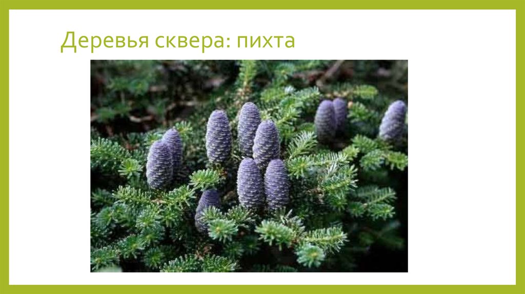 Деревья сквера: пихта