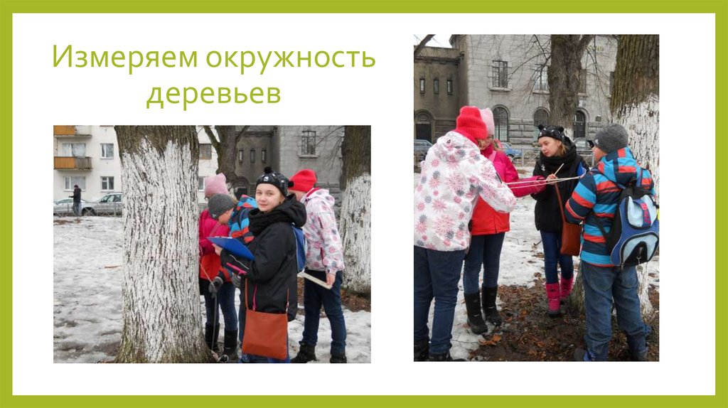 Измеряем окружность деревьев