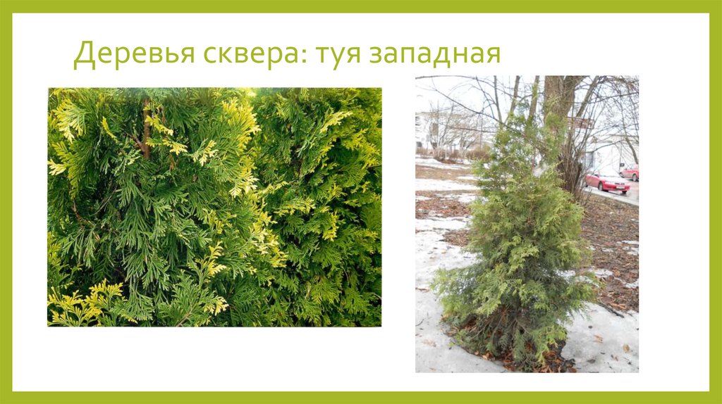 Деревья сквера: туя западная