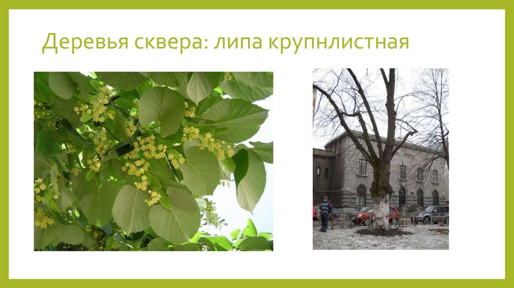 Деревья сквера: липа крупнлистная