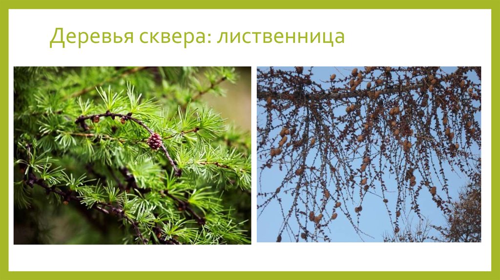 Деревья сквера: лиственница