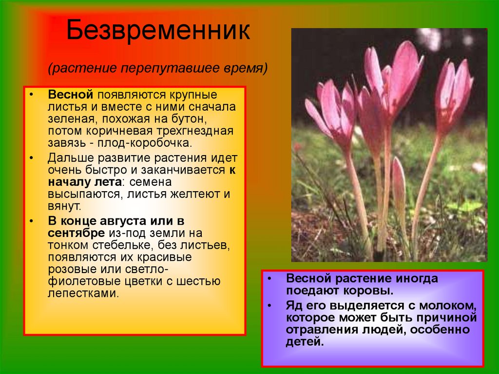 Безвременник фото цветов и описание