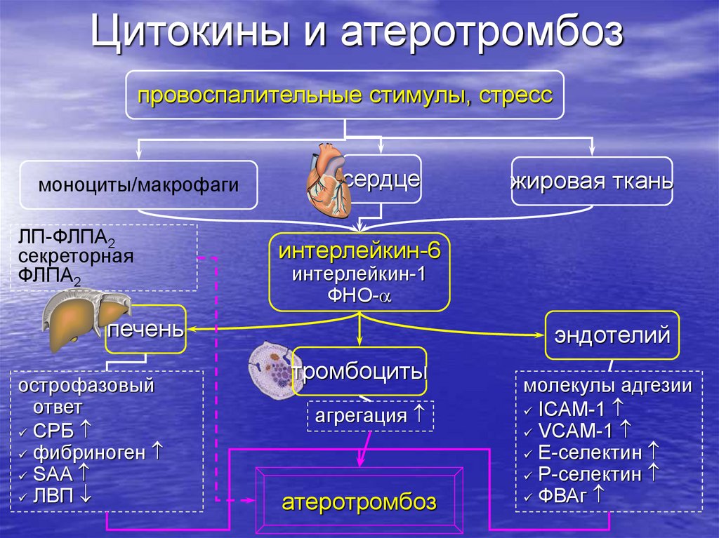 Цитокины и атеротромбоз