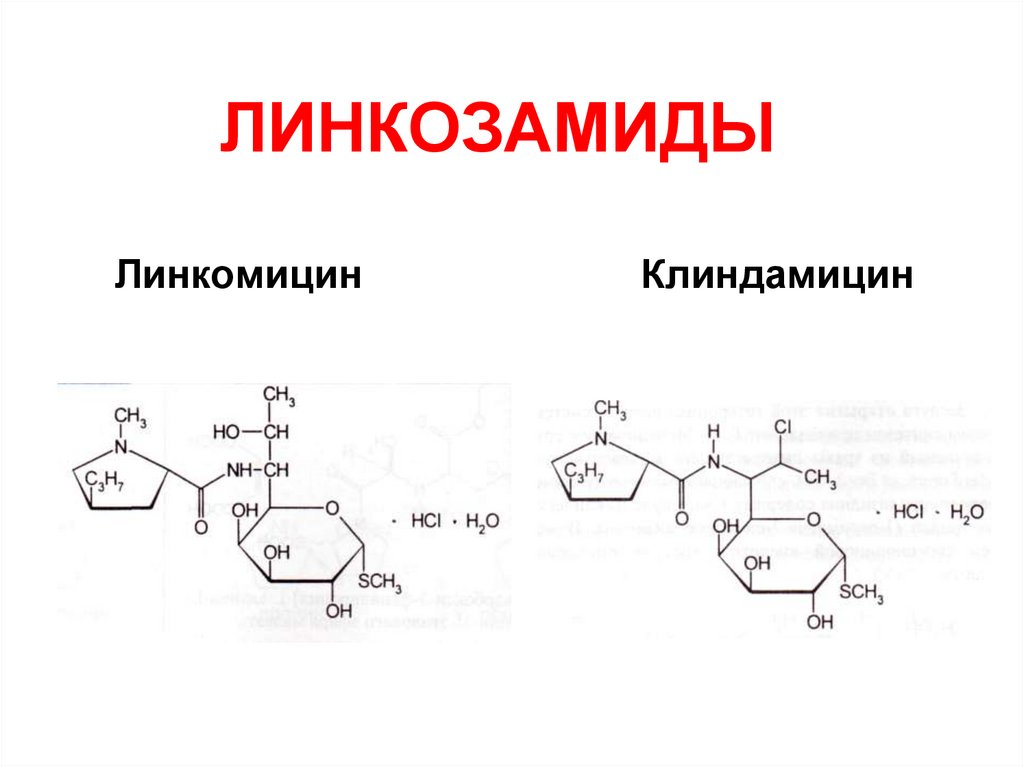ЛИНКОЗАМИДЫ Линкомицин Клиндамицин
